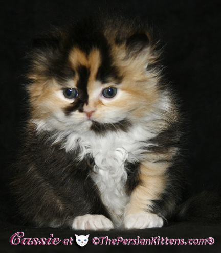 persian kittens