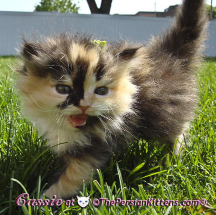 persian kittens