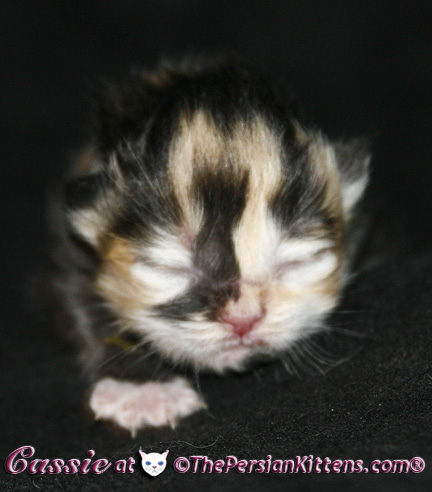 persian kittens