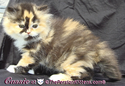 persian kittens