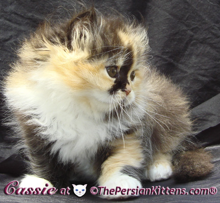 persian kittens