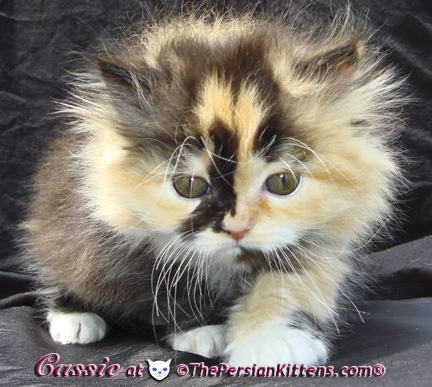 persian kittens