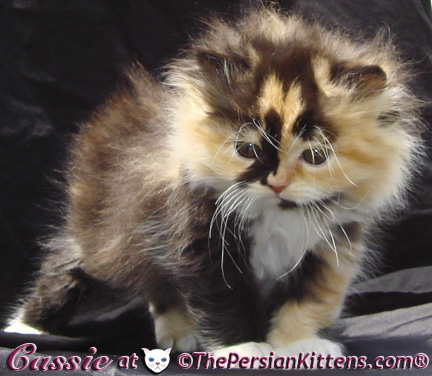 persian kittens