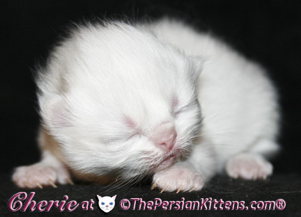 persian kittens