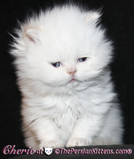 persian kittens