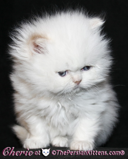 persian kittens