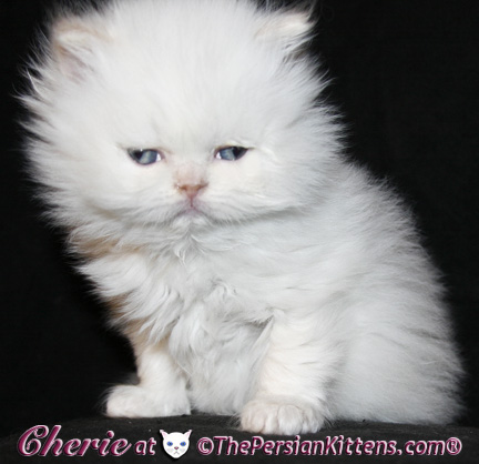 persian kittens