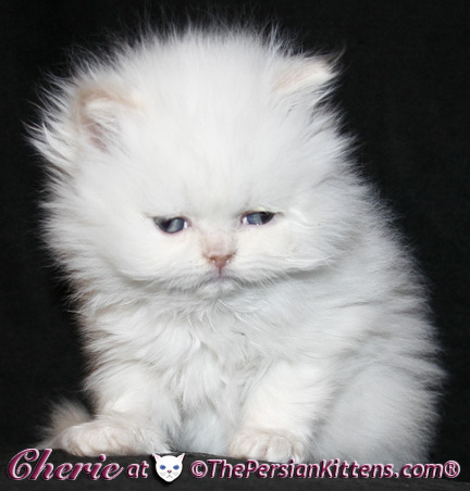 persian kittens