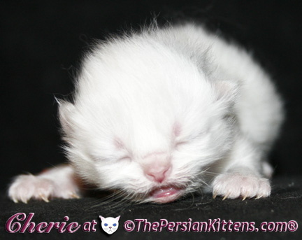 persian kittens