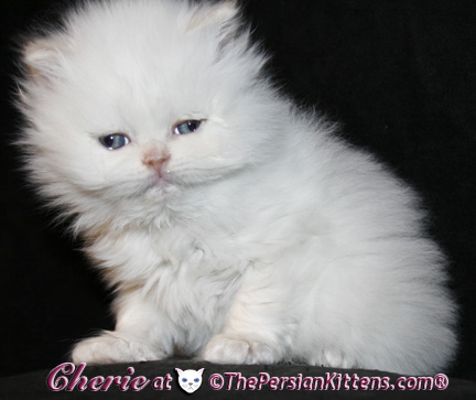 persian kittens