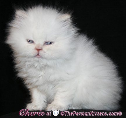 persian kittens