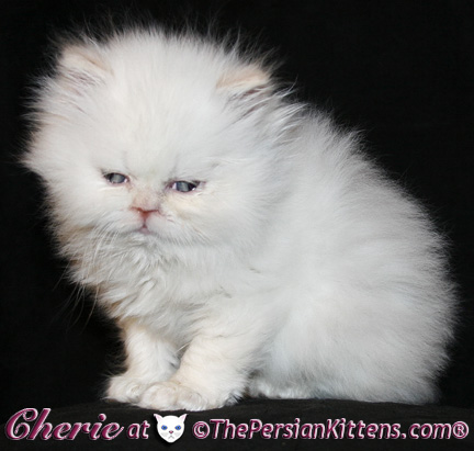 persian kittens