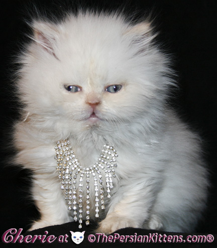 persian kittens