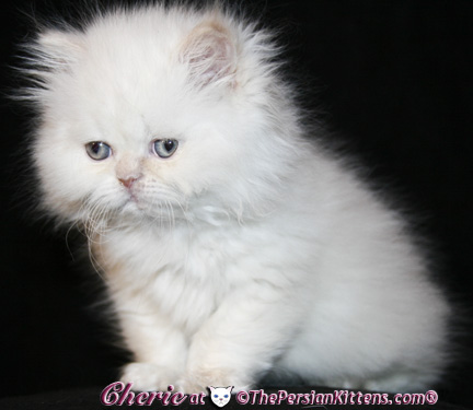 persian kittens