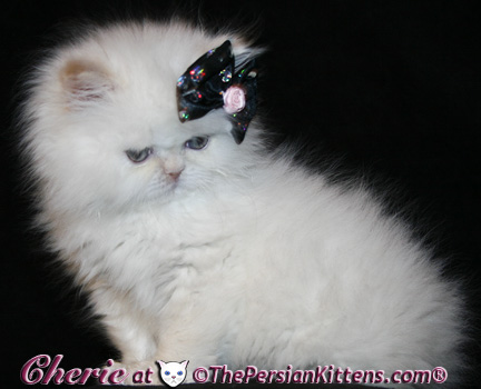 persian kittens