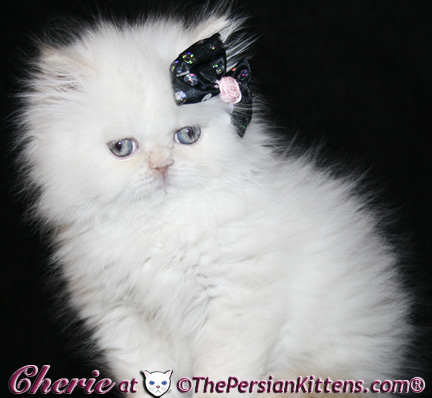 persian kittens