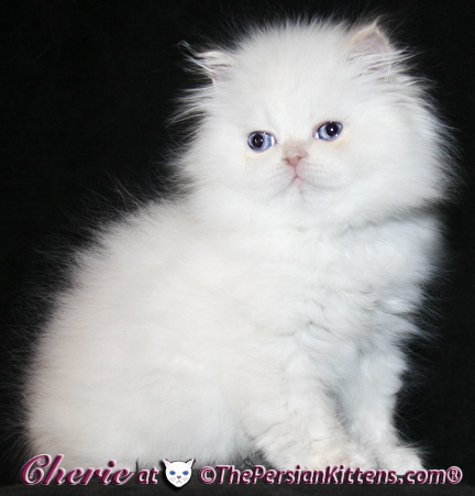 persian kittens