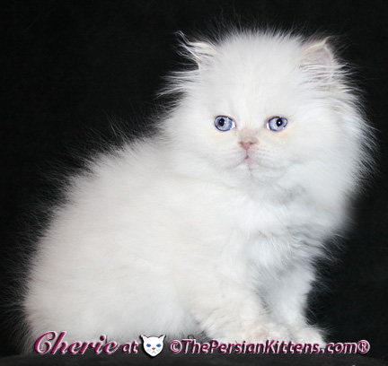 persian kittens