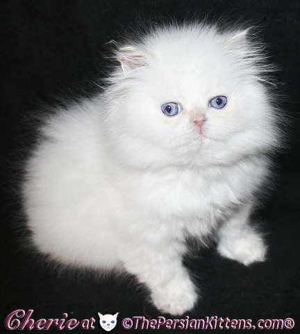 persian kittens