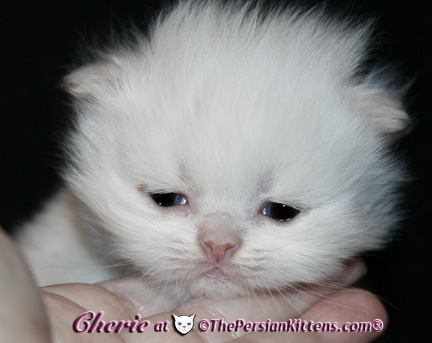 persian kittens