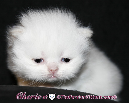 persian kittens