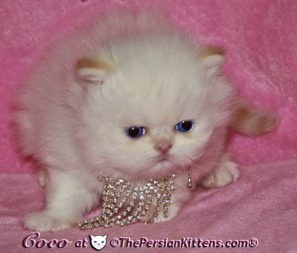 persian kitten