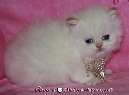persian kitten
