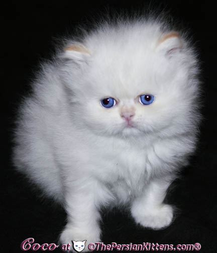persian kitten