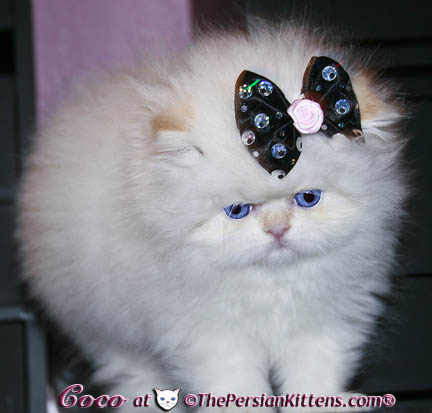 persian kitten