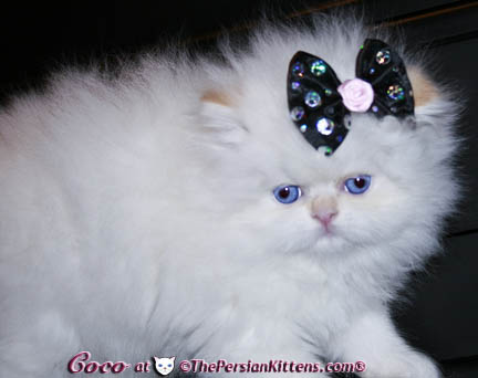 persian kitten