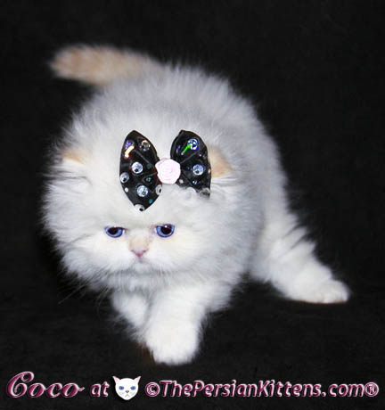 persian kitten~Hello Kitty
