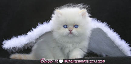 persian kitten in angel wings