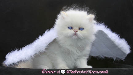persian kitten