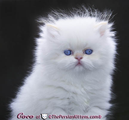 white blue eye persian kitten