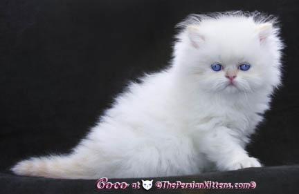 persian kittens
