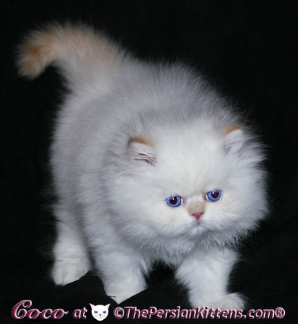 persian kitten playing