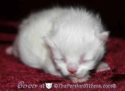 persian kitten
