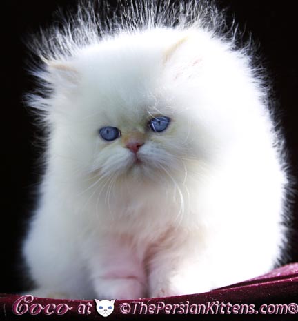 persian kittens