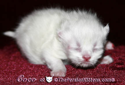 newborn persian kitten