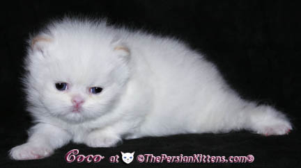 persian kittens
