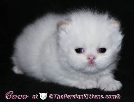 persian kitten