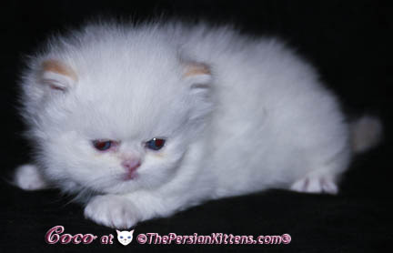 persian kitten