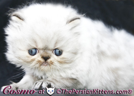 persian kittens