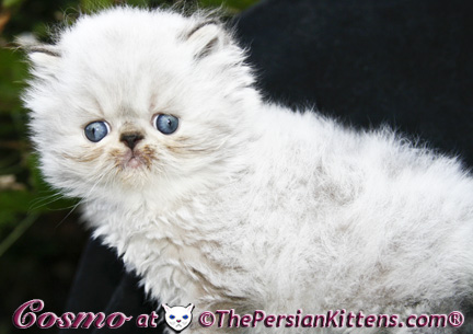 persian kittens