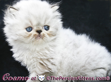 persian kittens