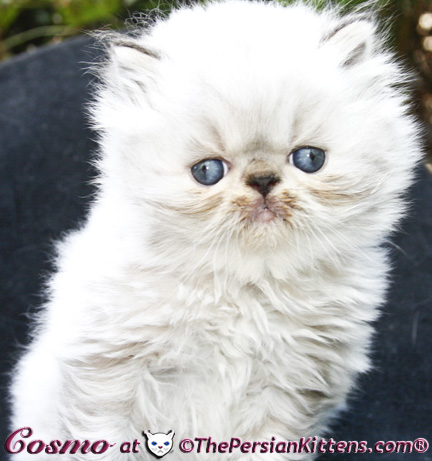persian kittens