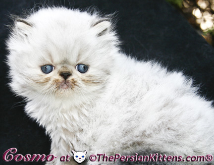 persian kittens