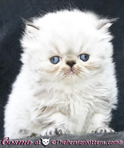persian kittens