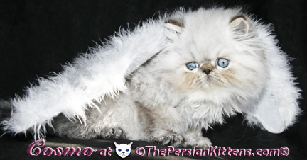 persian kittens