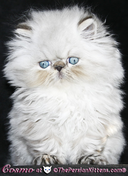 persian kittens